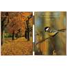 Titmouse and autumn colors